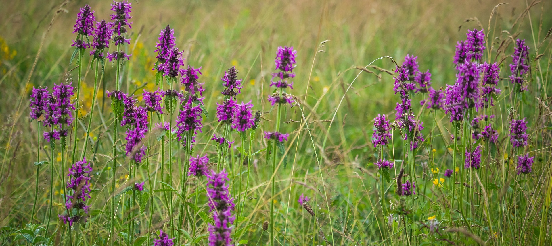 Willkommensbild mit Blumenwiese des Deutschlandflora Portals
