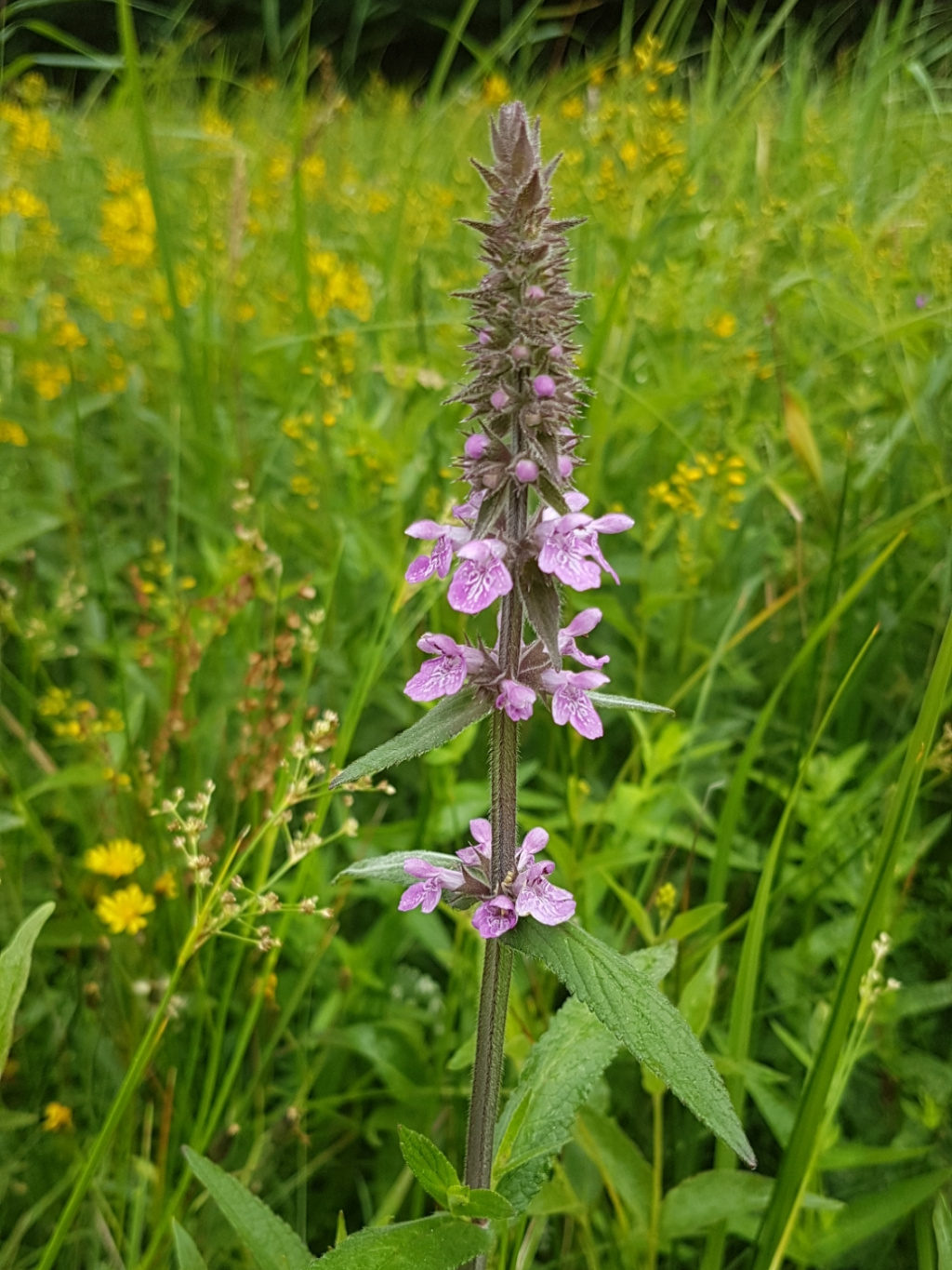 Stachys palustris L., Bildnachweis: (c) Stefanie Meier