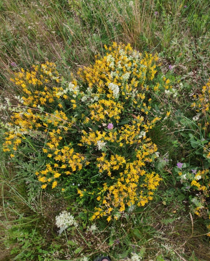 Genista tinctoria